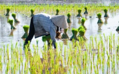HIGHLIGHT OF MEKONG DELTA 2 DAYS