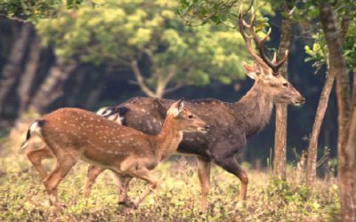 TAM COC AND CUC PHUONG NATIONAL PARK 2 DAYS