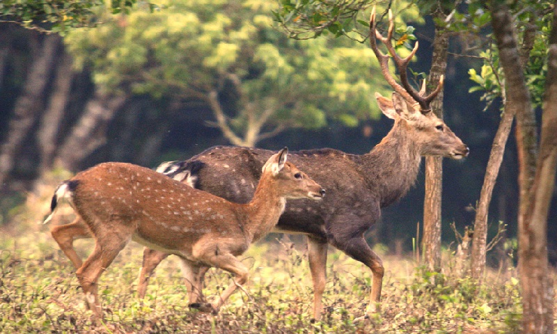 CUC PHUONG NATIONAL PARK.jpg