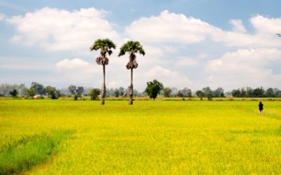 VISIT TAY NINH VILLAGE AND CU CHI TUNNELS